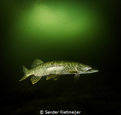 Pikes are stunning predators by Sander Rietmeijer 